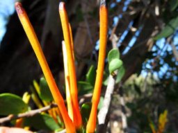 Moquiniella rubra orange tubes