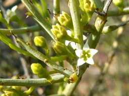 Lacomucinaea lineata flowers