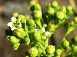 Thesium strictum flower and buds