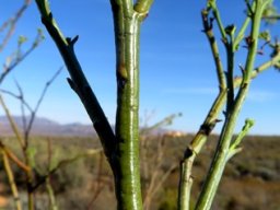 Thesium strictum upper stems