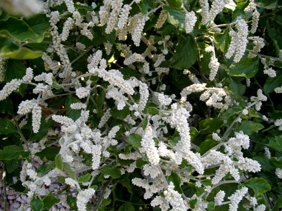 Aerva leucura worm-like flower spikes