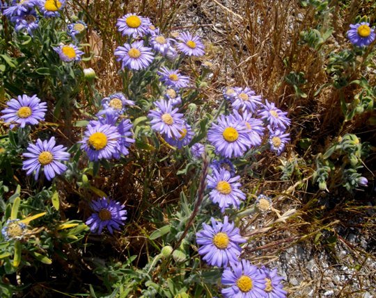 Amellus asteroides