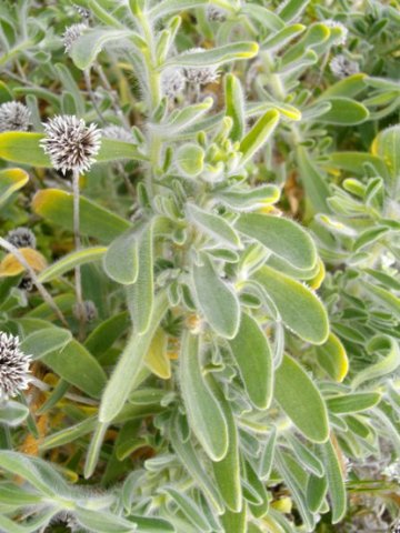 Amellus asteroides leaves
