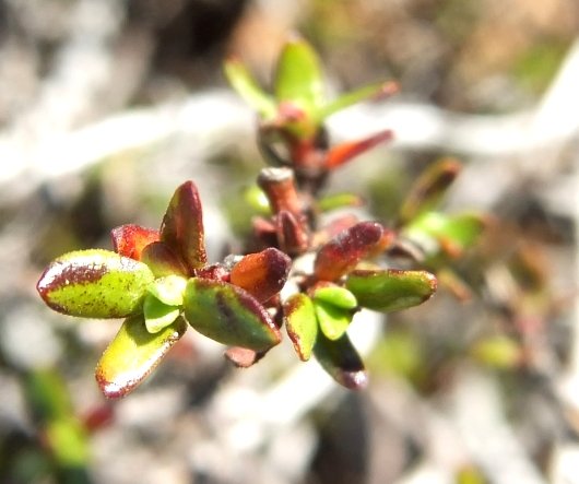 Anthospermum spathulatum leaves
