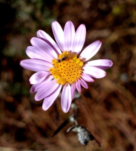 Athrixia elata
