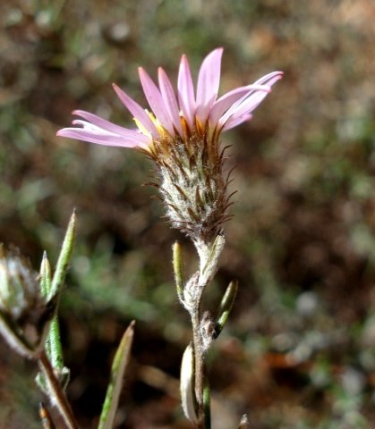 Athrixia elata