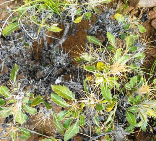 Blepharis capensis