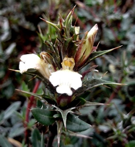 Blepharis capensis stem-tip