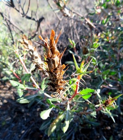 Blepharis capensis old spike, new branches
