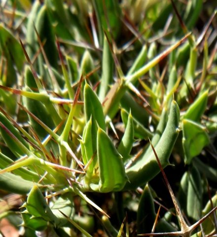 Blepharis furcata leaves