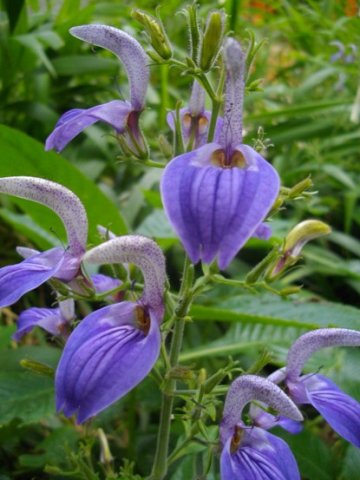 Brillantaisia cicatricosa
