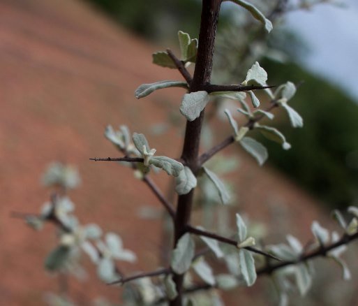 Catophractes alexandri thorns