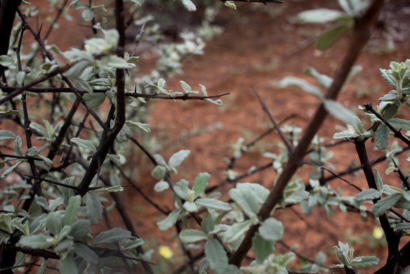 Catophractes alexandri branches