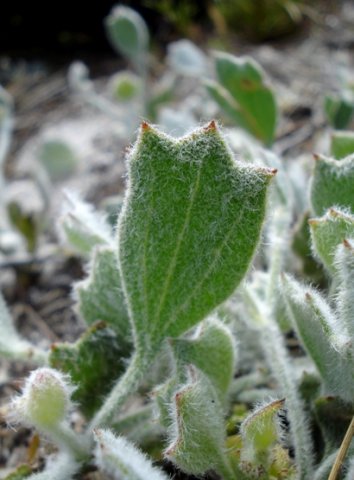 Centella difformis leaf
