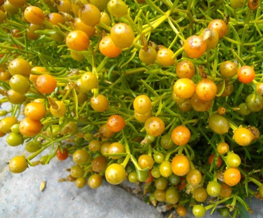 Chironia baccifera early fruiting