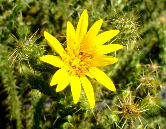 Cullumia reticulata flowerhead
