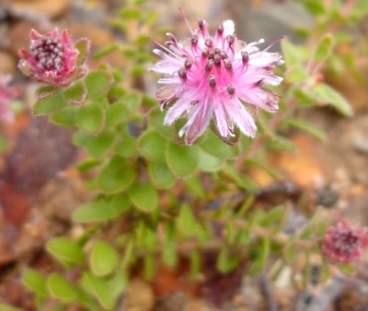 Diastella divaricata subsp. divaricata