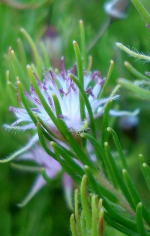 Diastella proteoides leaves