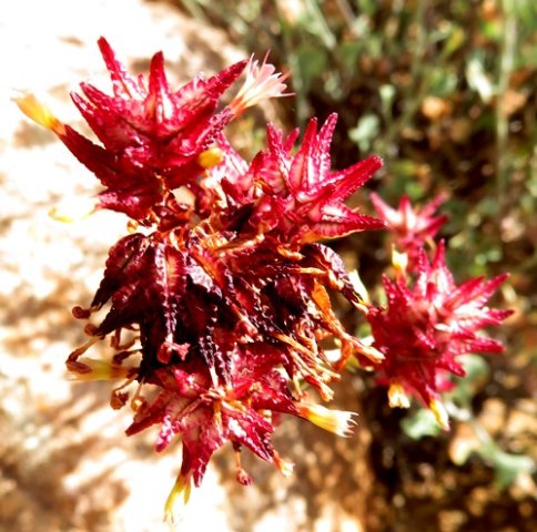 Dyerophytum africanum inflorescences