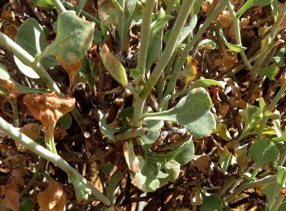 Dyerophytum africanum leaves