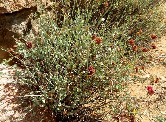 Dyerophytum africanum