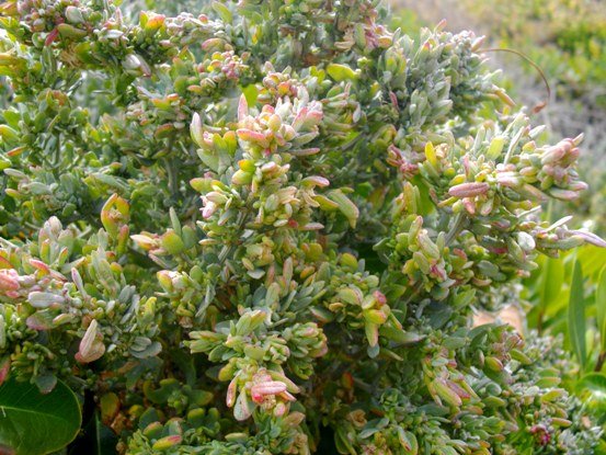 Exomis microphylla var. microphylla