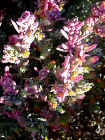 Exomis microphylla var. microphylla leaves