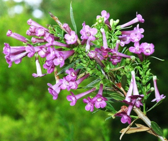 Freylinia visseri