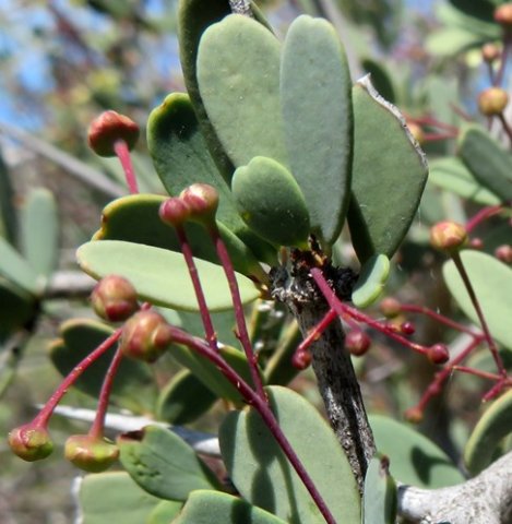 Gloveria integrifolia leaves