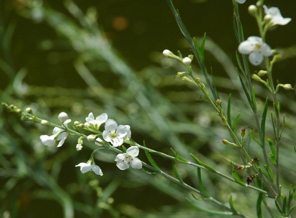 Gomphostigma virgatum