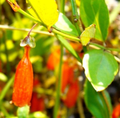 Halleria elliptica flower
