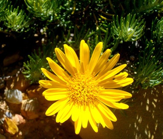 Heterolepis aliena flowerhead