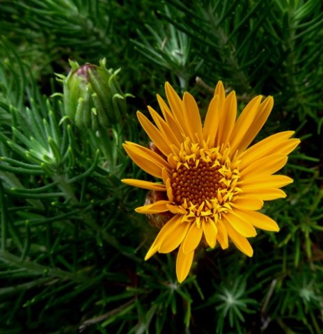Heterolepis aliena opening of the florets