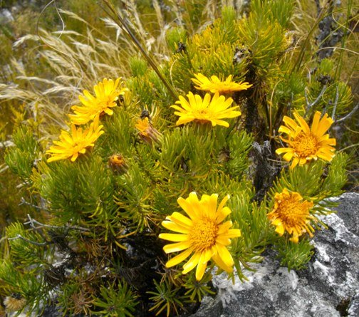 Heterolepis aliena flowerheads