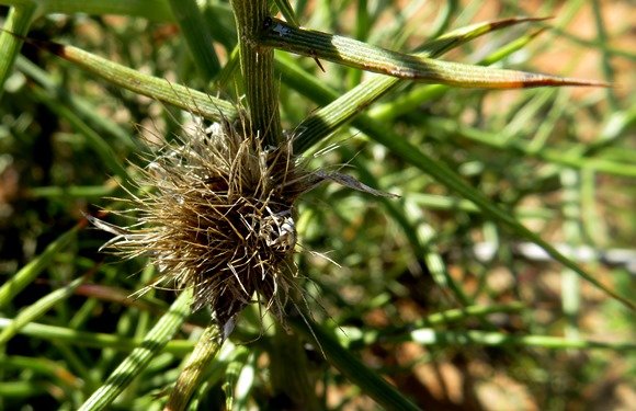Hoplophyllum spinosum fruit