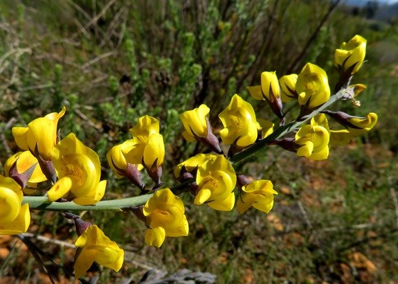 Lebeckia pauciflora raceme