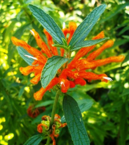 Leonotis leonurus orange flowers