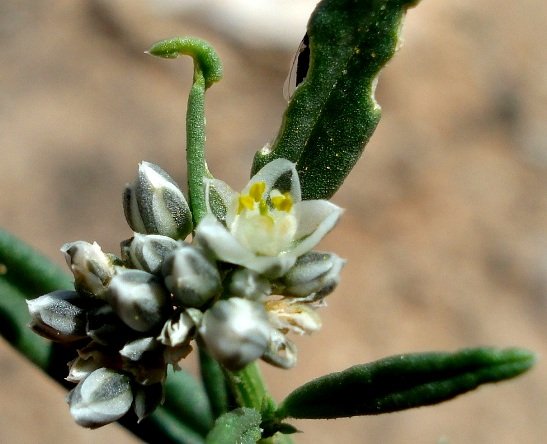 Limeum aethiopicum var. lanceolatum