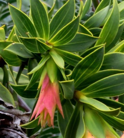 Liparia splendens beginning to flower