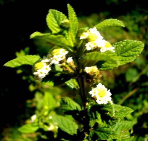 Lippia javanica