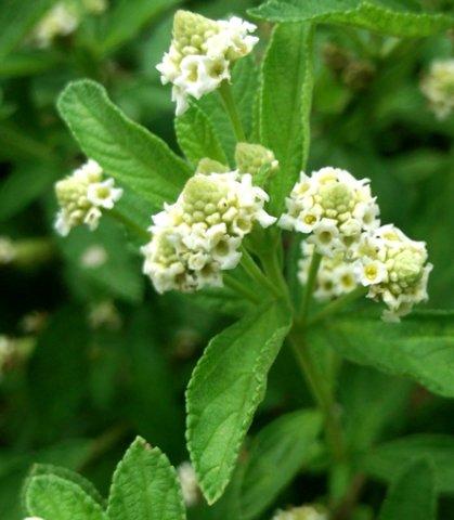 Lippia javanica flowerheads