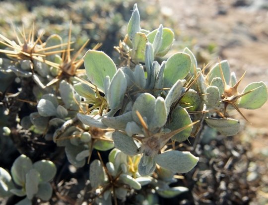 Macledium spinosum leaves