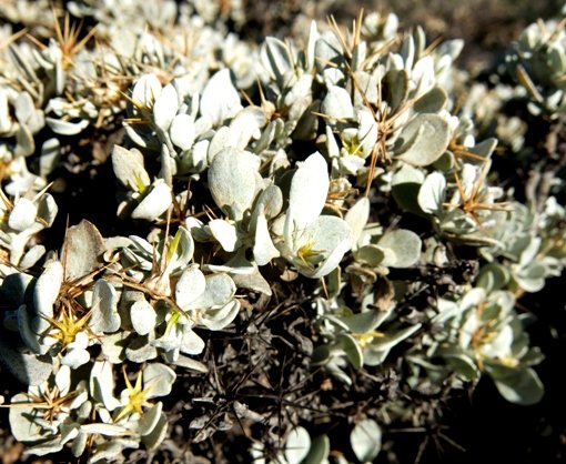 Macledium spinosum