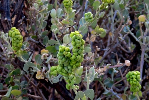 Manochlamys albicans fruit