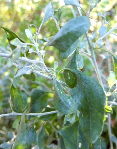 Manochlamys albicans leaves