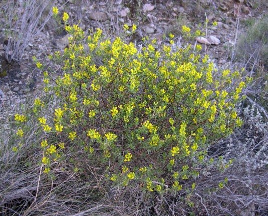 Melolobium exudans