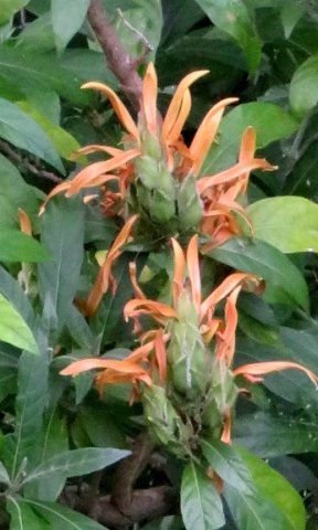 Metarungia longistrobus flowers