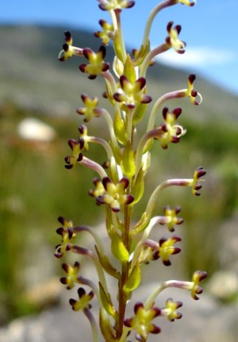 Microdon dubius