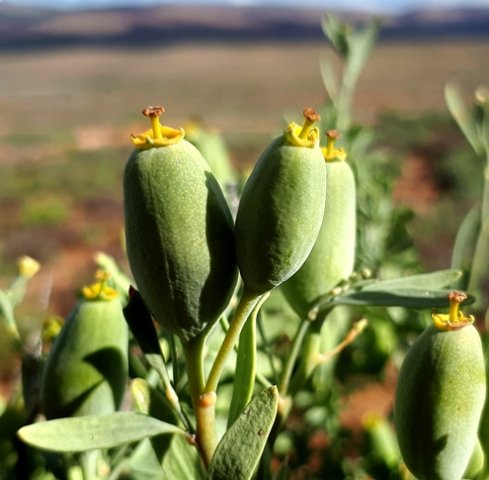 Montinia caryophyllacea, the peperbos fruiting