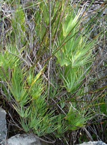 Nivenia corymbosa